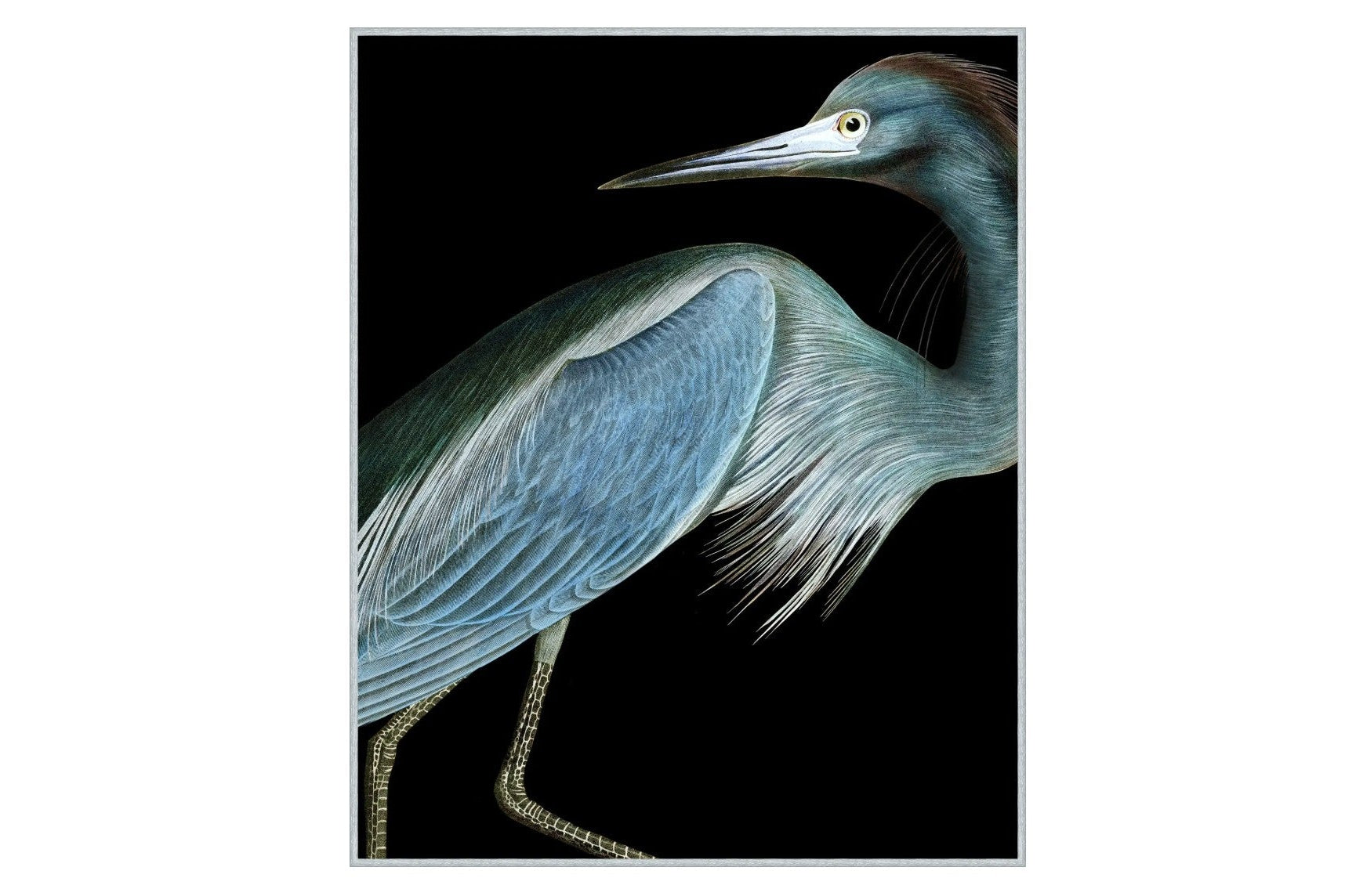Stately Heron 1