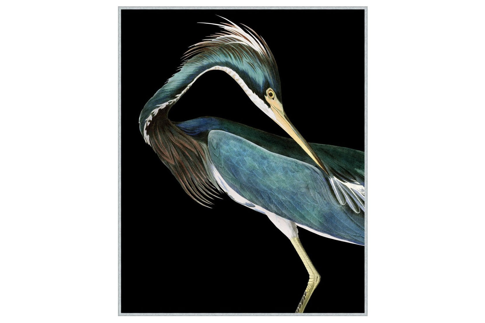 Stately Heron 2