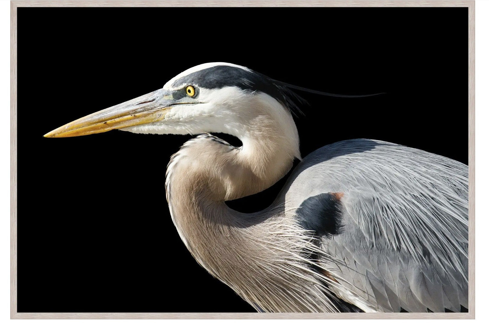 Herons Gaze