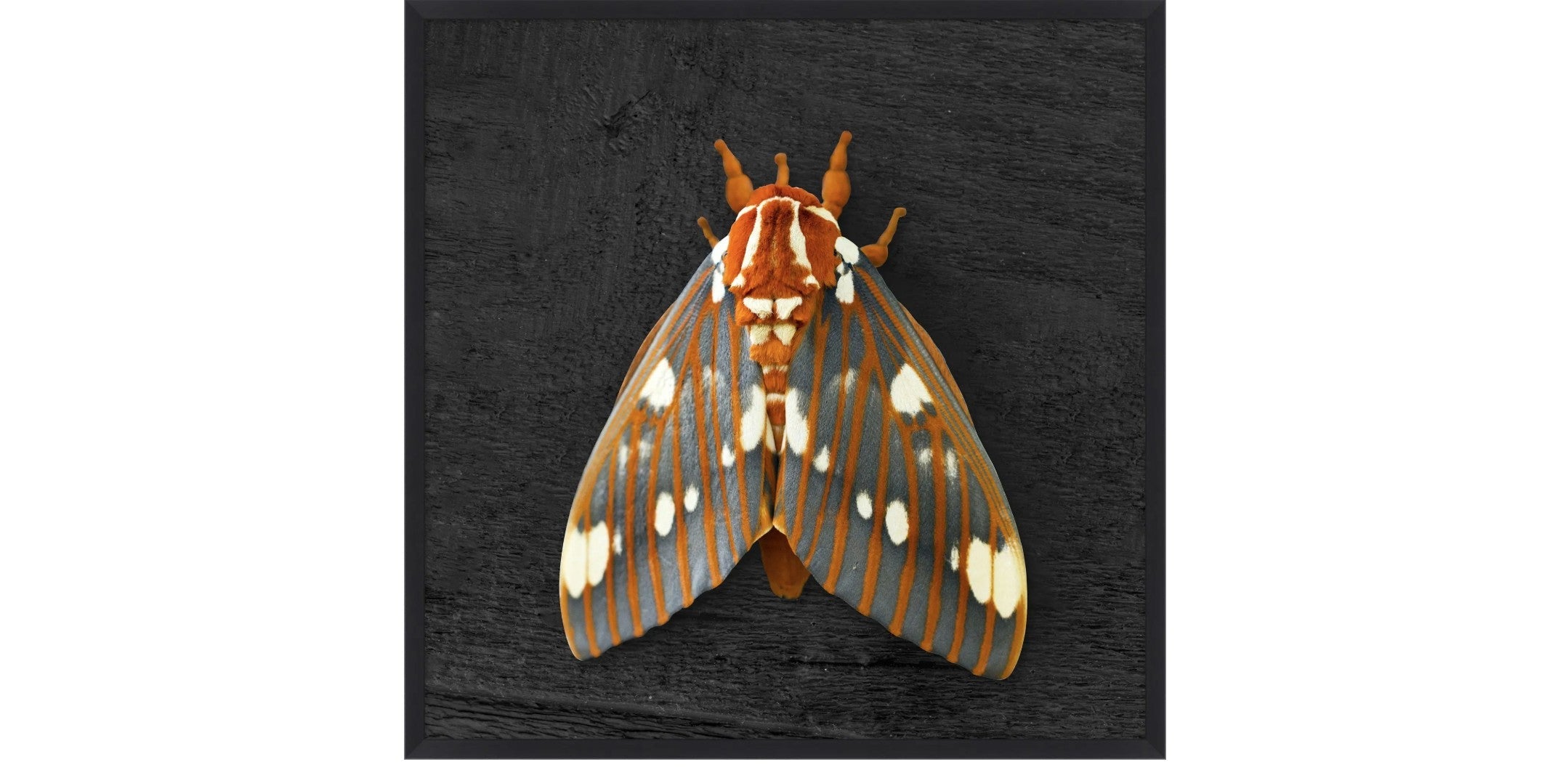 Regal Moth 2
