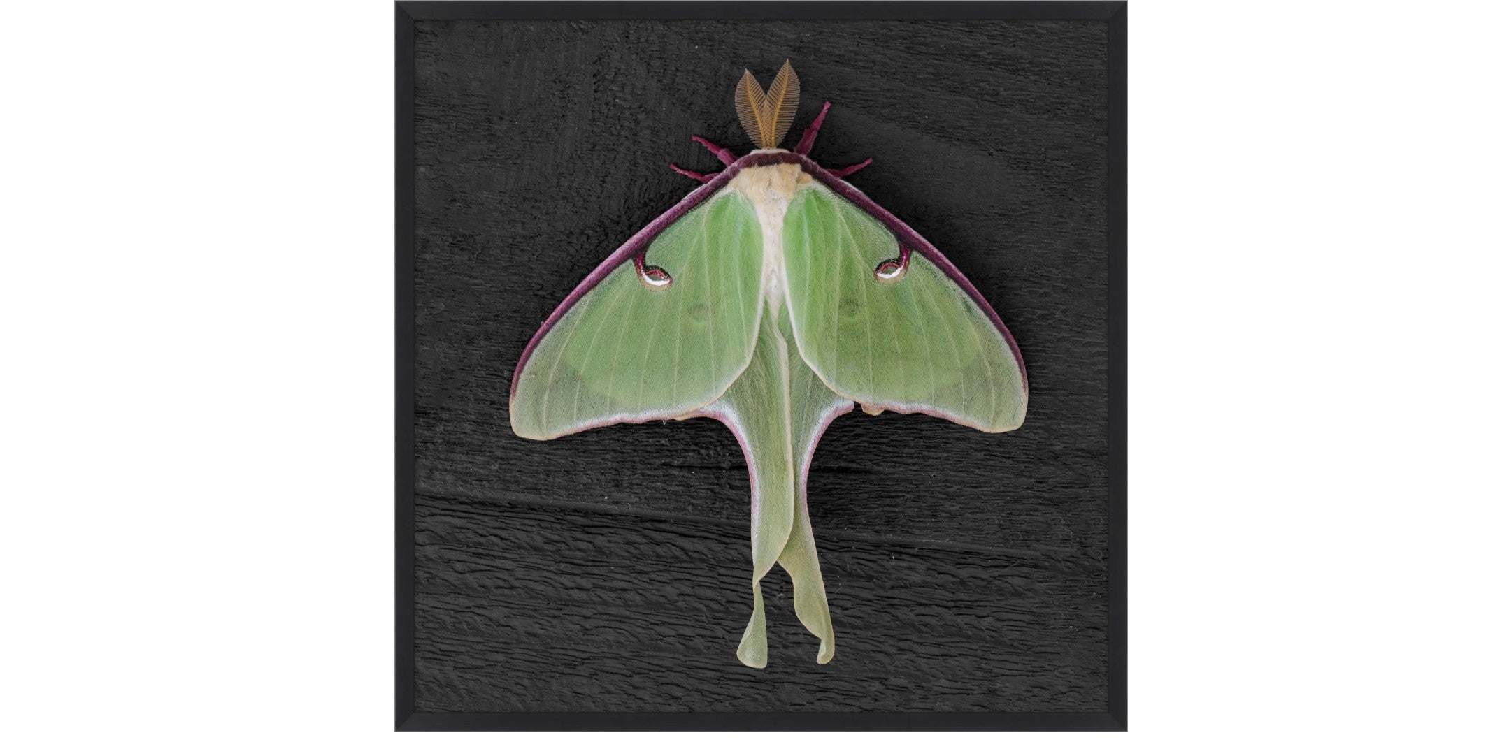 Regal Moth 3